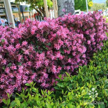 Loropetalum China Pink flowering