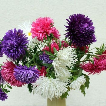 Chinese aster callistephus seed