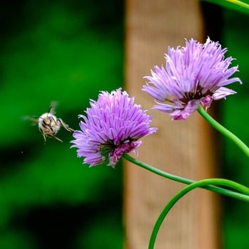 Chives - seed
