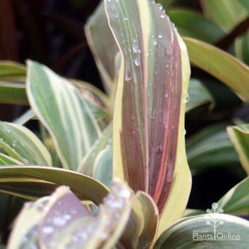 Cordyline Chocolate Queen leaf colour