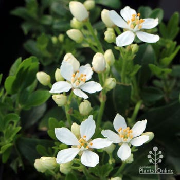 Mexican orange Choisya flowers