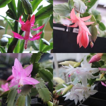Christmas cactus zygocactus colours