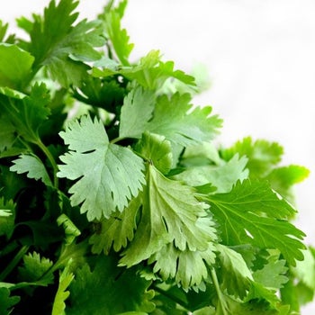 coriander seed