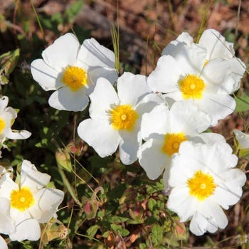 white cistus