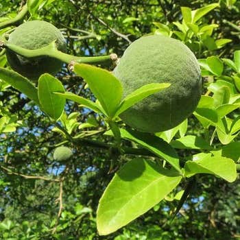 Poncirus trifoliata fruit