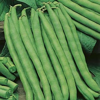 Bean Blue Lake - seed