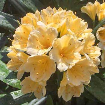 Clivia Yellow