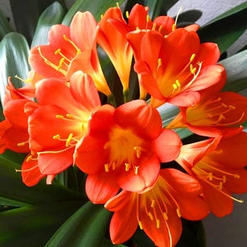 Clivia Belgian Orange