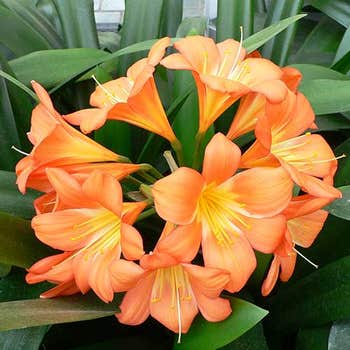 Clivia Linder Mix flower
