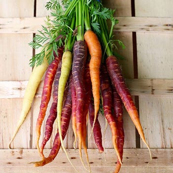 multicoloured carrot seed