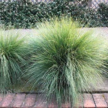 Lomandra Little Pal