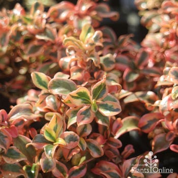 Coprosma Rainbow Surprise - mirror bush