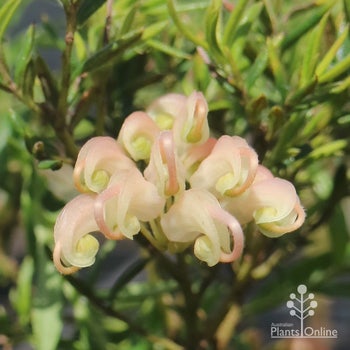 Grevillea Coral Baby