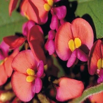Kennedia coral creeper
