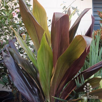 Cordyline Negra leaf colours