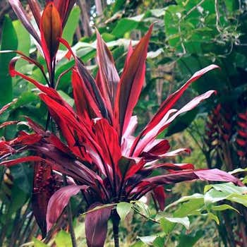 Cordyline Firestorm in garden setting