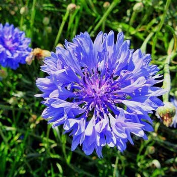 cornflower seeds