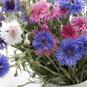 Cornflower Polka dot mix