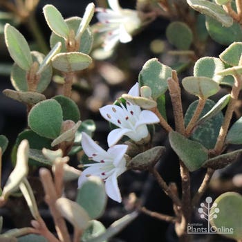 Correa Alba