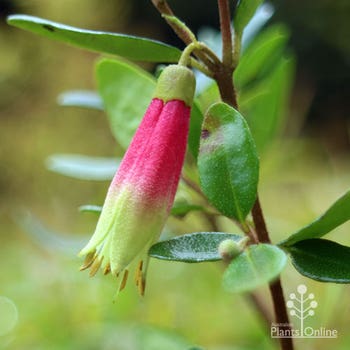 Correa Dinner Bells flower