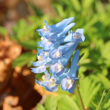 Corydalis Porcelain Blue