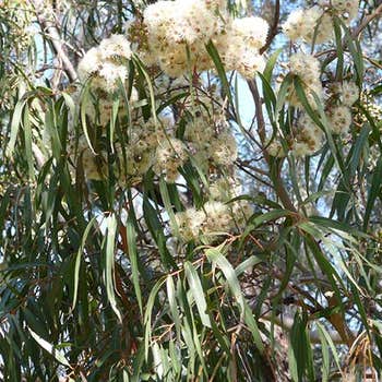 Corymbia - lemon scented gum trees
