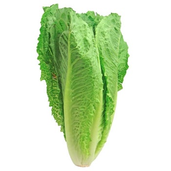Lettuce Cos - seed