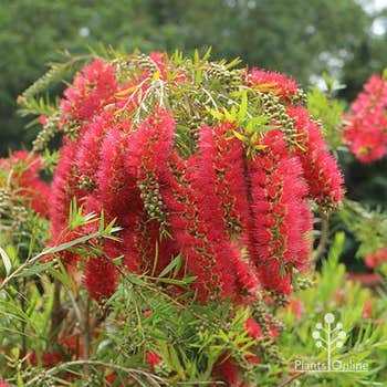 Callistemon Captain Cook large flower clusters