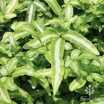 Pteris Cretan brake ferns in nursery