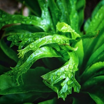 Asplenium Crissie - crested bird's nest fern