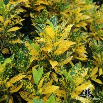 Croton Speckled