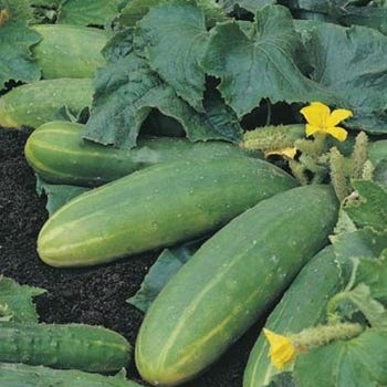 Cucumber Spacemaster - seed