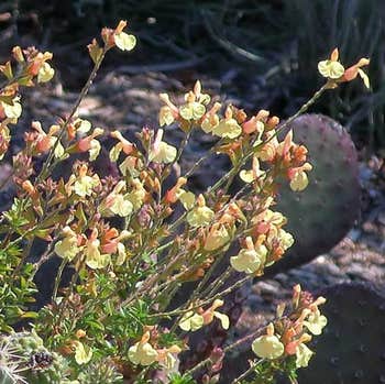 Salvia Pumpkin - Mexican sage