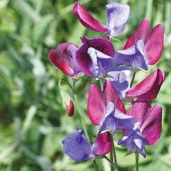 purple and maroon sweet pea cupani seed