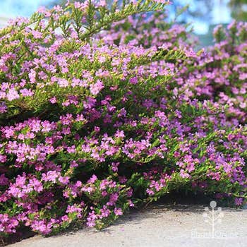 Cuphea Mauve 