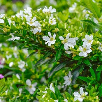 white Cuphea flowers