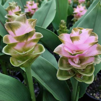 Curcuma Pink Diamond - ornamental ginger 
