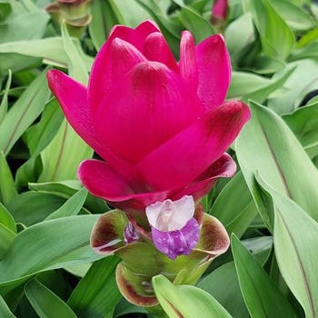 Curcuma Siam Sublime - ornamental ginger