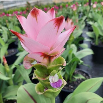 Curcuma Siam Swing - ornamental ginger