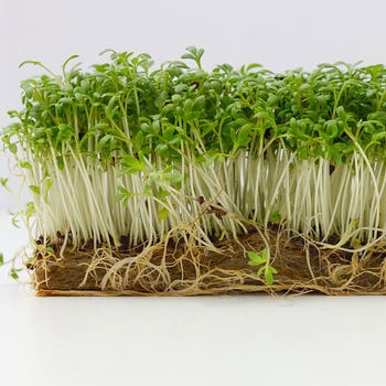 Cress organic - seed