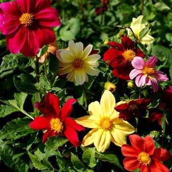 Dahlia Coltness mix - seed