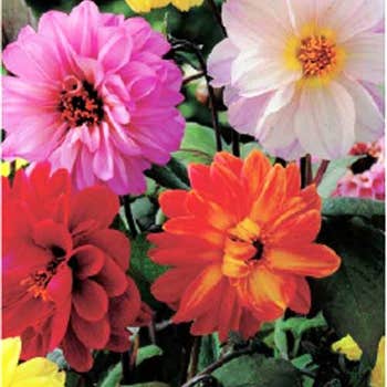 Dahlia Bloody Mary mix - seed