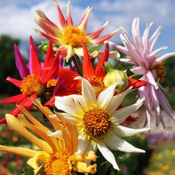 Dahlia Cactus mix - seed