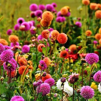 Dahlia Pompon mix - seed