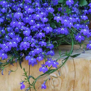 Lobelia Crystal Palace - seed