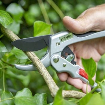Ratchet Anvil Secateurs