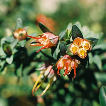 Darwinia citriodora - lemon-scented darwinia