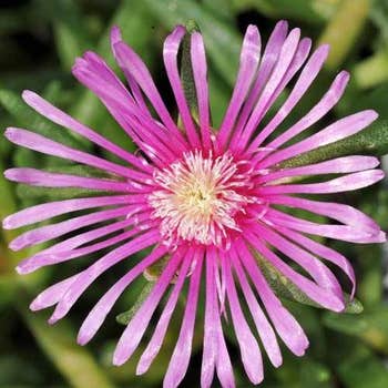 Delosperma cooperi
