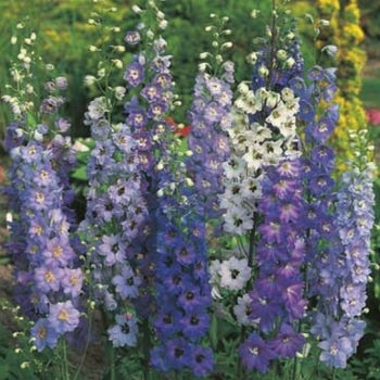 delphinium seeds