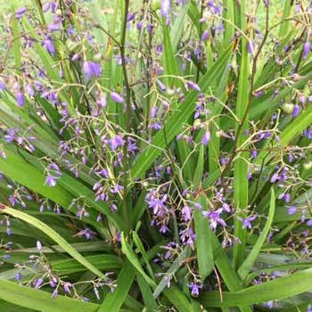 Dianella Emerald Fountain flowers